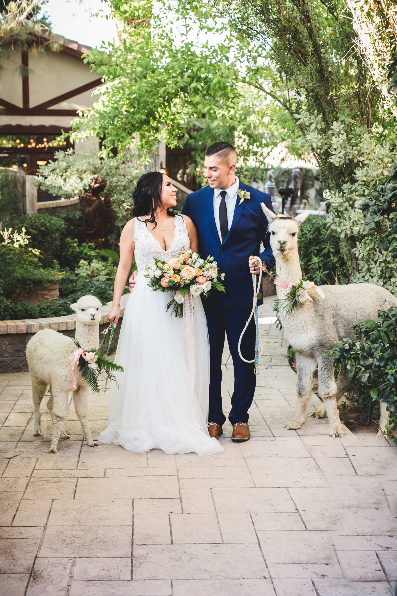 wedding couple looking at each other with alpaca
