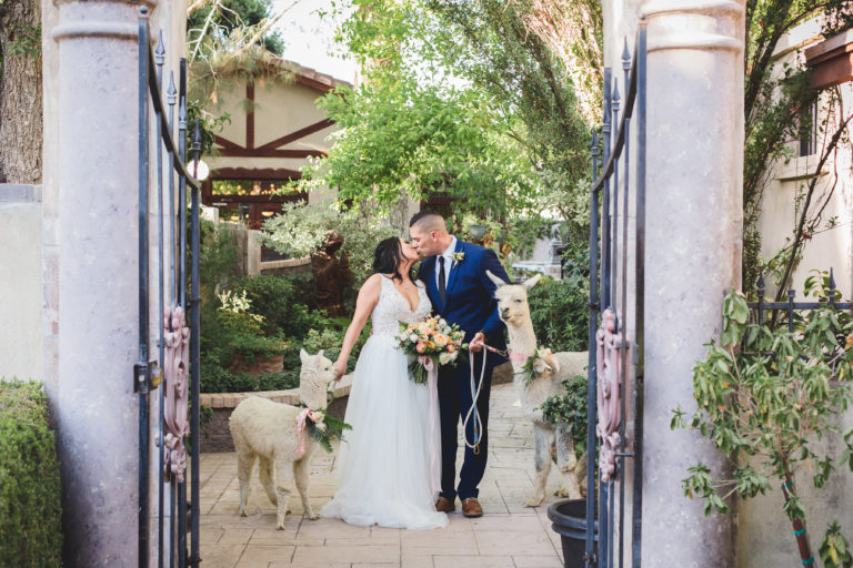 wedding couple kissing with two alpacas