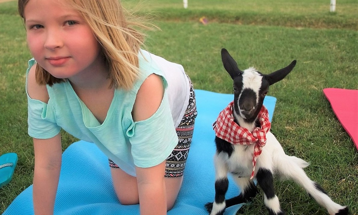 girl doing yoga pose with a baby goat on a blue mat