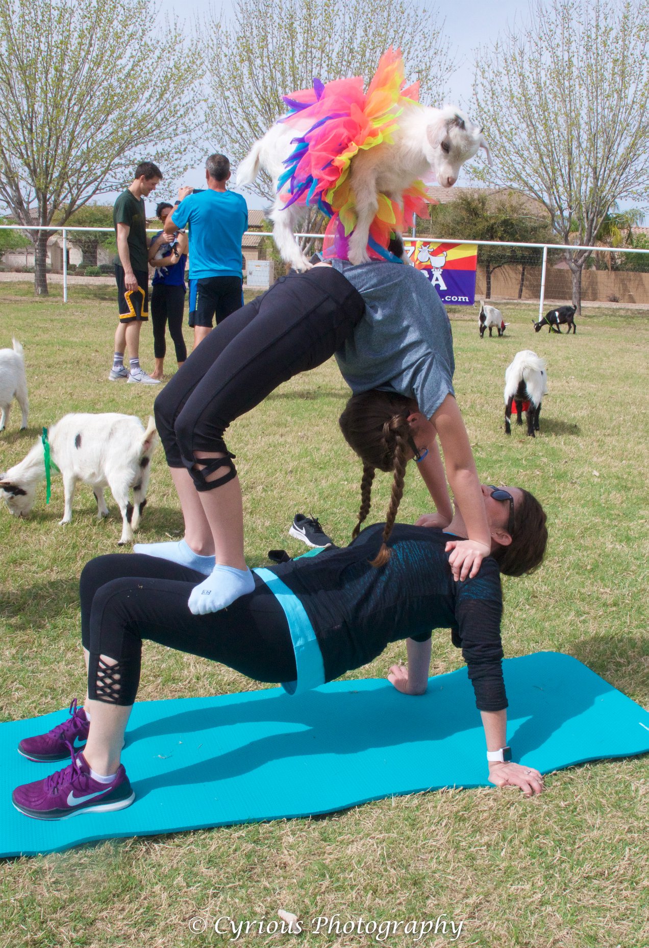 girl doing wheel yoga pose on her mom with a goat