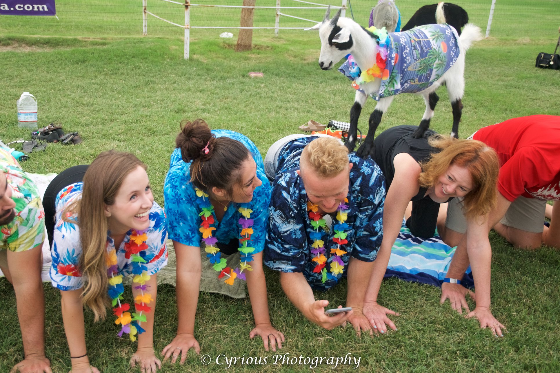 hawaiian goat yoga line