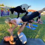 girlfriend and boyfriend doing an airplane pose with guys feet on girls waist and legs in the air with a baby goat on their back and an Arizona goat yoga sign in the background