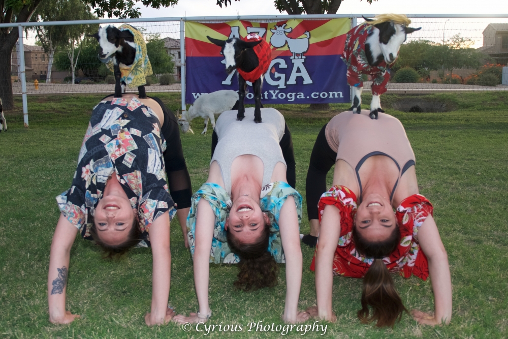 three girls doing Yoga Wheel with goats on there stomachs