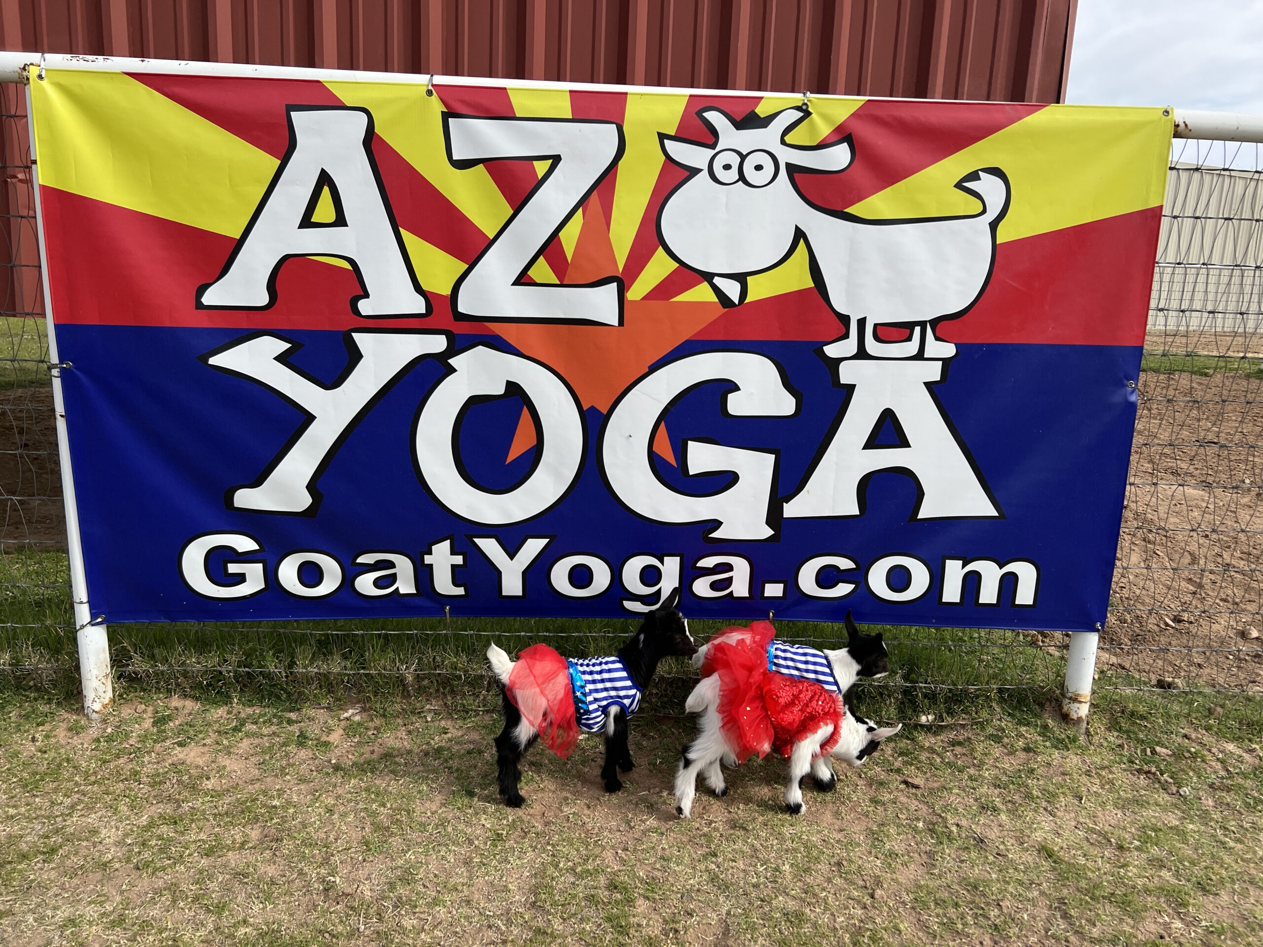 baby goats in front of arizona flag goat yoga class sign