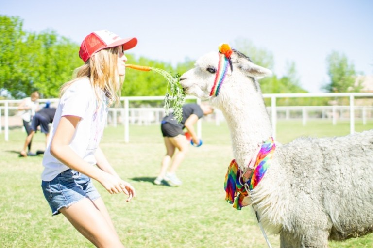 girl with carrot in her mouth feeding it to an alpaca