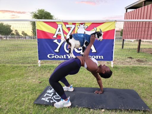cute baby goat on the tummy of a girl doing a back bend yoga pose at the first goat yoga in Gilbert Arizona started in 2015 by originators april Gould and Sarah Williams.