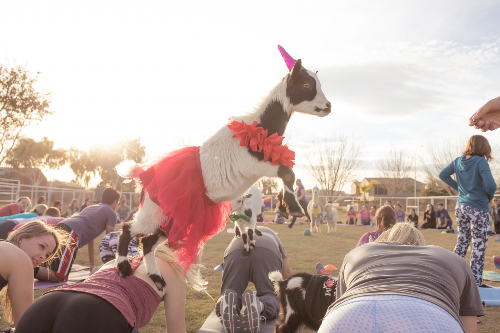 baby goat in a red tutu jumping from back to back as cute girls are on their hands and knees next to each during the first Arizona Goat Yoga class in gilbert Arizona 2015 with April Gould and Sarah Williams in the background