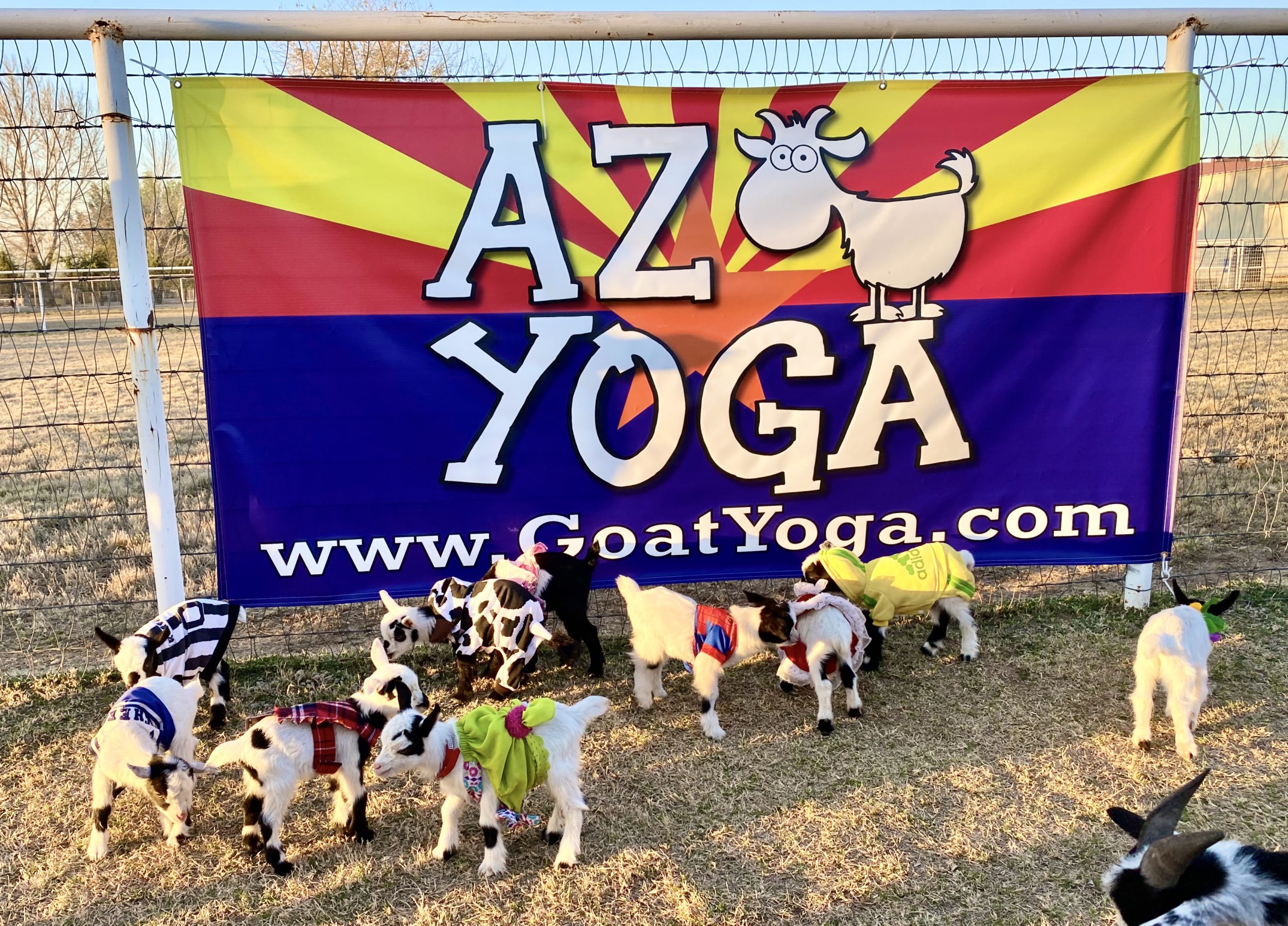 baby goats in pjamas at Goat Yoga Arizona flag
