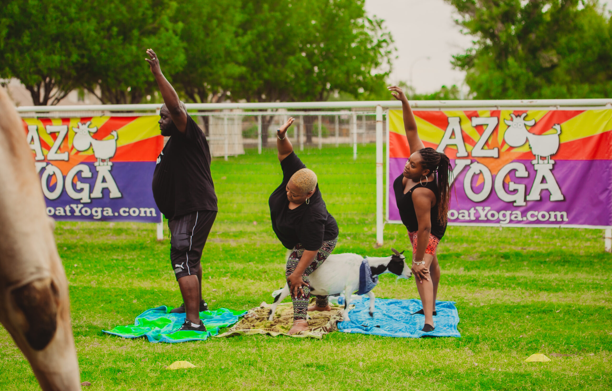 An african american man and two african american women doing yoga with goats on green grass arizona goat yoga sign in the background
