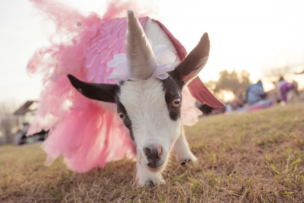 baby goat in pink yoga tutu and unicorn horn looking at camera
