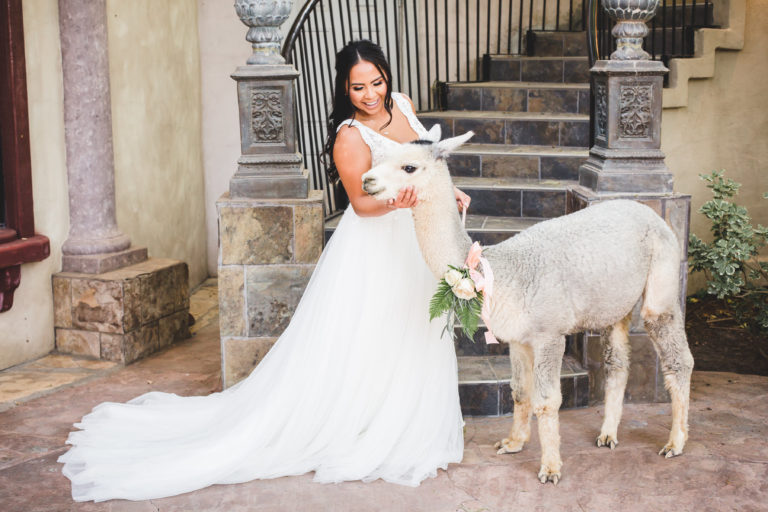 bride in a wedding dress hugging an alpaca