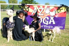 April Sarah spiders alpacas goat yoga skeleton in sunny Arizona
