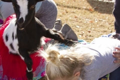 Holiday AZ Goat Yoga Kristen Carter Photography 07-7