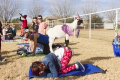 Holiday AZ Goat Yoga Kristen Carter Photography 22-22