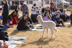 Holiday AZ Goat Yoga Kristen Carter Photography 25-25