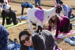Holiday AZ Goat Yoga Kristen Carter Photography 28-28