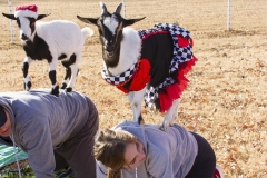 Holiday AZ Goat Yoga Kristen Carter Photography 31-31