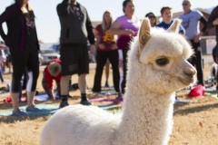 Holiday AZ Goat Yoga Kristen Carter Photography 38-38