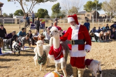 Holiday AZ Goat Yoga Kristen Carter Photography 42-42