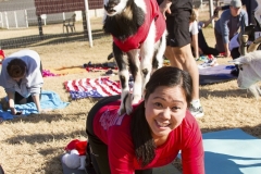 Holiday AZ Goat Yoga Kristen Carter Photography 45-45