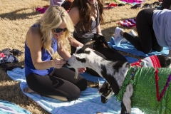 Holiday AZ Goat Yoga Kristen Carter Photography 46-46