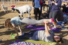 Holiday AZ Goat Yoga Kristen Carter Photography 54-54