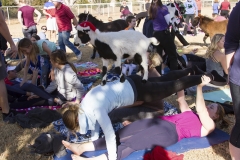 Holiday AZ Goat Yoga Kristen Carter Photography 56-56