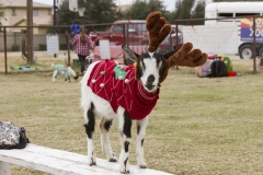 Goat Yoga December Kristen Carter Photography 01-24
