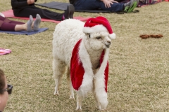 Goat Yoga December Kristen Carter Photography 03-26