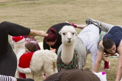 Goat Yoga December Kristen Carter Photography 21-44