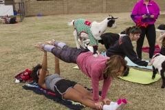 Goat Yoga December Kristen Carter Photography 34-57