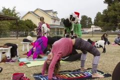 Goat Yoga December Kristen Carter Photography 43-66