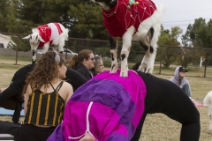 Goat Yoga December Kristen Carter Photography 44-67