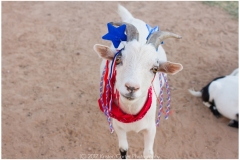 001-AZ-Goat-Yoga-June-30-Kristen-Carter-Photography