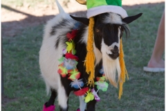 001-Goat-Yoga-April-29-Kristen-Carter-Photography