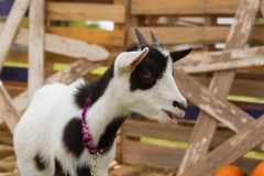 001-Goat-Yoga-November-Kristen-Carter-Photography