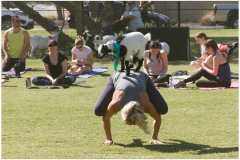 013-Monday-Goat-Yoga-Kristen-Carter-Photography