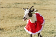 071-Goat-Yoga-December-Kristen-Carter-Photography