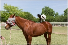 120-Arizona-Goat-Yoga-4-27-Kristen-Carter-Photography