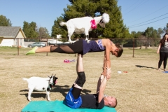 123-Feb-4-Goat-Yoga-Kristen-Carter-Photography