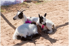 140-April-15-Goat-Yoga-Kristen-Carter-Photography