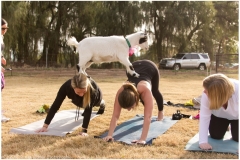 21-January-Goat-Yoga-Kristen-Carter-Photography
