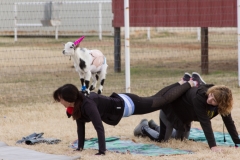 AZ Goat Yoga Kristen Carter Photography 22