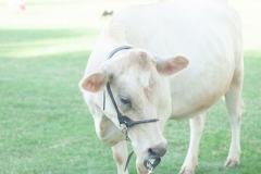 IMG_2558-goat-yoga  goat-yoga cow cuddling Arizona