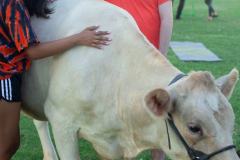 IMG_2573_websize goat-yoga cow cuddling Arizona