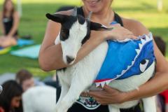 IMG_2673_websize goat-yoga cow cuddling Arizona