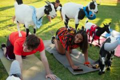 IMG_2689_websize goat-yoga cow cuddling Arizona