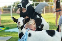 IMG_2698_websize goat-yoga cow cuddling Arizona