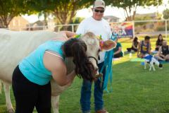 IMG_2744_websize goat-yoga cow cuddling Arizona