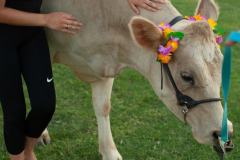 IMG_2754_websize goat-yoga cow cuddling Arizona